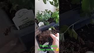 Checkout small herbs including the special extra-crispy thyme! ‍️ #survivalfail #comedy