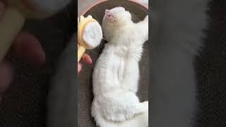 #funnyshorts #funnycomedy #cats#nice #dogs#animals #shorts #trending