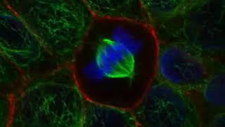 Mitotic Cultured Epithelial Cell