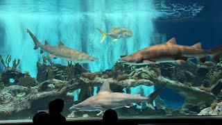 Lihat ikan monster di ODYSEA aquarium