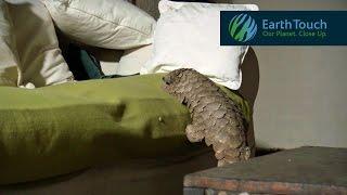 Pangolin does its T. rex walk, climbs on couch, has a snooze