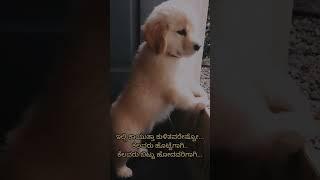 #dogs #doglover #shortvideo #youtube #like #subscribe #support #suvi vlog #suvivlog123