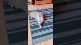 Целовать ли котика.