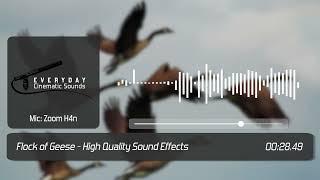 Flock of Geese | HQ Sound Effects