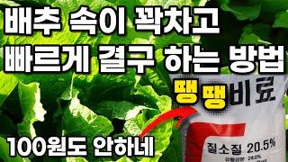 배추결구 시기에  배추 속이 꽉 차고 결구가 확실하게 되려면 반듯이 이게 필요합니다 눈으로 느껴집니다 올해 배추농사도 성공