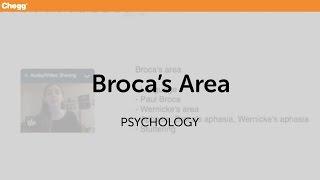 Broca’s Area | Psychology | Chegg Tutors