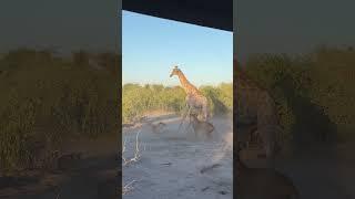 Lion Rides Giraffe to Bring it Down