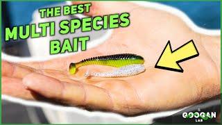 The BEST MULTI SPECIES Fishing LURE! ( Fishing Tips )