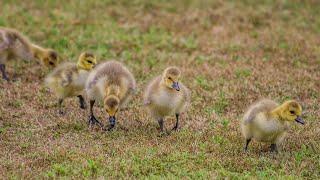 The Cutest Family Of Fury Baby Birds 