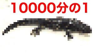 10000匹以上の生き物が集まるイベントで1匹だけ購入した生体を紹介します