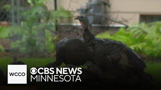 Wild turkey population explodes across Minnesota: How a Twin Cities community is responding