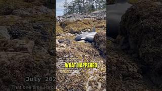 They Tried To Save An Orca Whale!