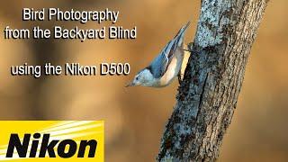 Bird Photography with Nikon D500 and 500PF Lens | DJI Osmo Pocket 3 Filming