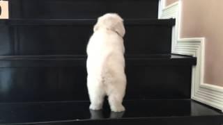 My cute maltese puppy learning to climb the stairs #Maltese #MaltesePuppy #CutePuppy #Dogs #Puppies