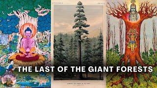 Why Did They Cut Down All The Giant Trees?