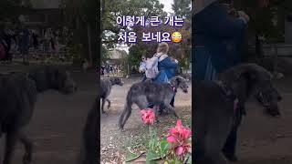 미네소타에서 이렇게 큰개는 처음 보네요 #shorts  #미국유학 #댓글환영해요