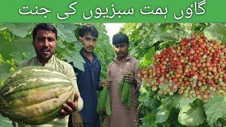 Vegetables | Pakistani Vegetables Farms | Farmers | Mr.interesting |