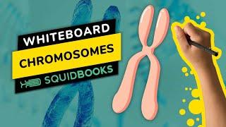 Chromosomes | Whiteboard by SquidBooks