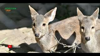 Nainital Zoo