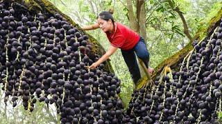 7 Days Harvesting Exotic Fruit in Forest to Sell - Building Life After Hurricane