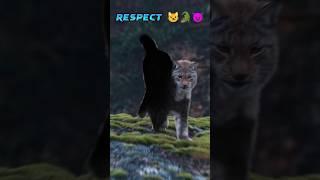 Respect ||Lynxes unseen walk||Capybaras face to thousands of crocodile.#shorts#respect #viral