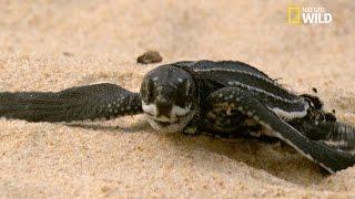 L'éclosion des œufs de tortues luth