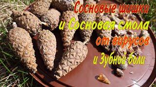 Сосновые шишки. Универсальная настойка. Укрепляет иммунитет, профилактика болезней, лечение зубов!