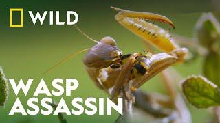 Praying Mantis Vs Wasp | Wild Europe | National Geographic Wild