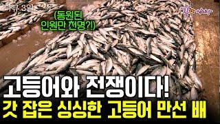 [다큐3일] 동원된 인원만 천명. 살이 통통하게 오르고 맛있게 기름이 차는 시기. 가보자! 고등어와의 전쟁 승리를 얻기 위하여!! | KBS 2017.11.17