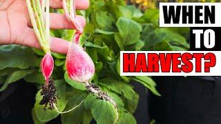 When To Harvest Your Radishes - Garden Quickie Episode 219