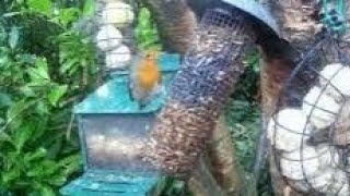 Robin Bird On Autumn Monday Visit To My Cottage Garden Scone Perth Perthshire Scotland