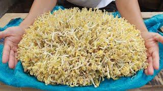 Unique method of making bean sprouts using sacks - Evenly white and plump