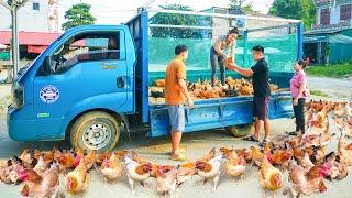 Use Truck To Harvest Many Chickens On The Farm To Sell At The Market - Daily Life In The Village