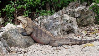 Safeguarding the Sister Islands with DoE, RSPB and the National Trust of the Cayman Islands