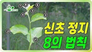 8의 법칙을 꼭 기억하고 실행하세요!! ㅣ 나무 평생을 좌우하는 분지각ㅣ2차 신초 정지 ㅣ 감나무 수형잡는 방법