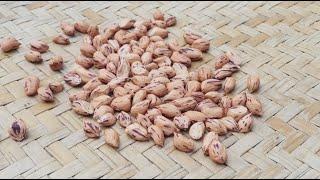 cara mudah menanam kacang tanah / How to start growing peanuts