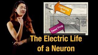 Animal Electricity | The Neuron Doctrine