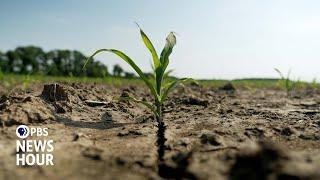 Saltwater from rising sea levels threatens future of farming along Chesapeake Bay