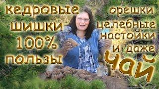 КЕДРОВЫЕ ШИШКИ - 100% пользы: орешки, целебные настойки и даже ЧАЙ