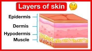 Layers of skin  | Human skin anatomy | Easy learning video | 5 senses