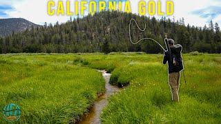 Fly Fishing Small Creeks for LEGENDARY Trout! || CALIFORNIA GOLD - A trout fishing film