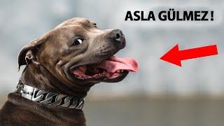 Köpeklerin "Gülümsemesinin" Korkunç Nedeni!