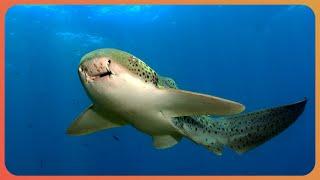 2 Hours Of Cute Zebra Sharks And Rare Species To Fall Asleep To | Marathon