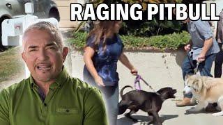 Confronting A Pit Bull With An Addiction To Attack | Cesar 911 Season 2, Ep. 7 - Part 1