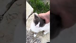 Introducing Turbo the Farm cat!  #cat #catlover #siamesecats #siamese #cats #farmcat #barncats