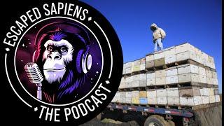 Why did they truck 2000000 bee hives 12000 miles? | Dave Goulson | Escaped Sapiens Podcast