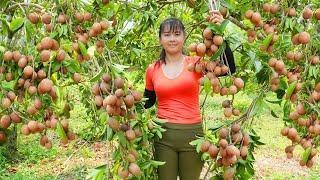 Harvesting Sapodilla Fruit Goes To Market Sell - Grow spinach | Phuong Free Bushcraft