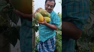 pappaya harvesting #ytshorts #nature #farming #shorts #song#viralvideo
