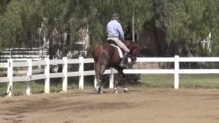 Schooling the Young Horse 2: Will and Salinera