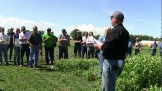 Pulse Variety Trials - Farming Smarter Pulse Crop Walk 2012